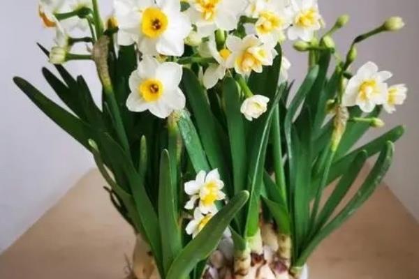 水仙花有没有毒，其枝干、花朵和汁液都有毒