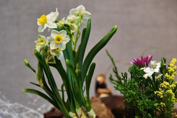 水仙花有没有毒，其枝干、花朵和汁液都有毒