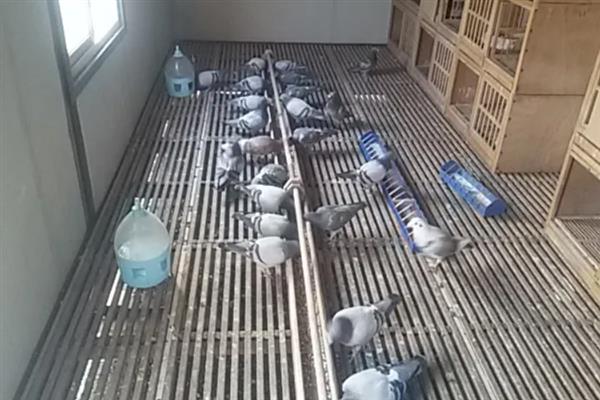 怎么养鸽子才不会飞走，首先要保证食物的充足
