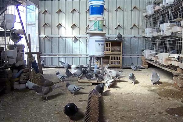 怎么养鸽子才不会飞走，首先要保证食物的充足