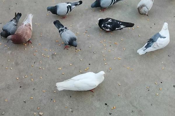 怎么养鸽子才不会飞走，首先要保证食物的充足