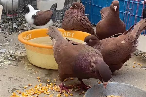 怎么养鸽子才不会飞走，首先要保证食物的充足