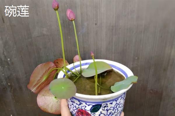 夏天适合在室内种哪些盆栽，绿萝、茉莉花、碗莲等品种值得考虑