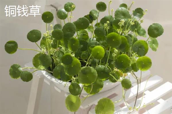 夏天适合在室内种哪些盆栽，绿萝、茉莉花、碗莲等品种值得考虑