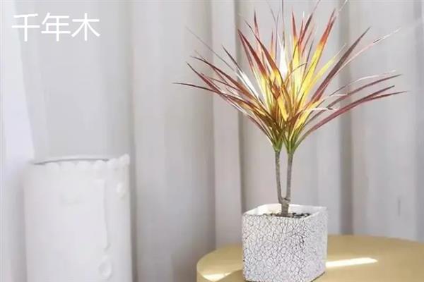 夏天适合在室内种哪些盆栽，绿萝、茉莉花、碗莲等品种值得考虑