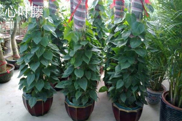 夏天适合在室内种哪些盆栽，绿萝、茉莉花、碗莲等品种值得考虑
