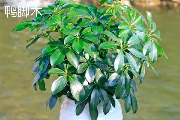 夏天适合在室内种哪些盆栽，绿萝、茉莉花、碗莲等品种值得考虑