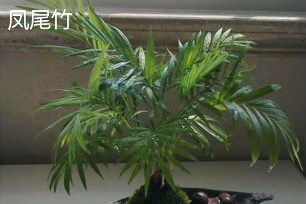 夏天适合在室内种哪些盆栽，绿萝、茉莉花、碗莲等品种值得考虑