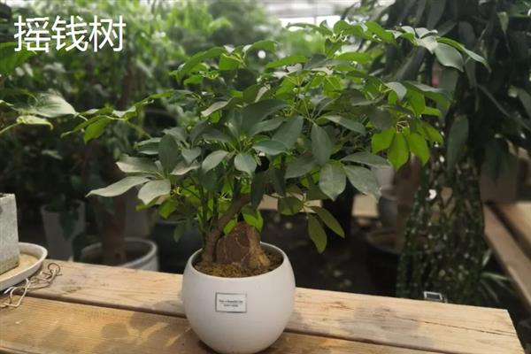 夏天适合在室内种哪些盆栽，绿萝、茉莉花、碗莲等品种值得考虑