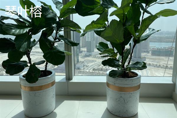 夏天适合在室内种哪些盆栽，绿萝、茉莉花、碗莲等品种值得考虑