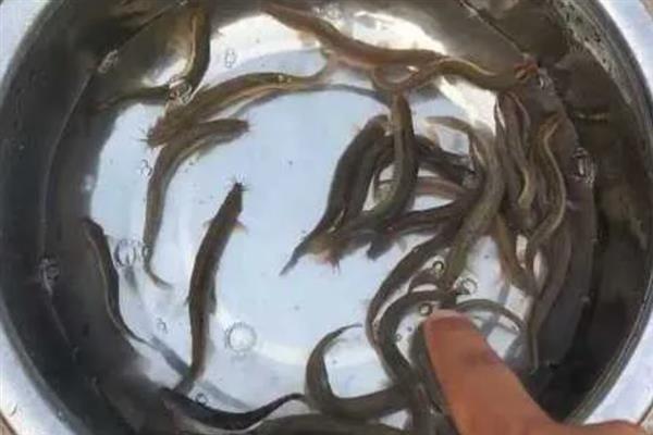 家庭养泥鳅喂什么，可以投喂蚯蚓、水蚤、蝇蛆等