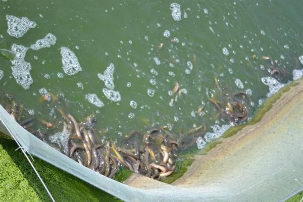 家庭养泥鳅喂什么，可以投喂蚯蚓、水蚤、蝇蛆等