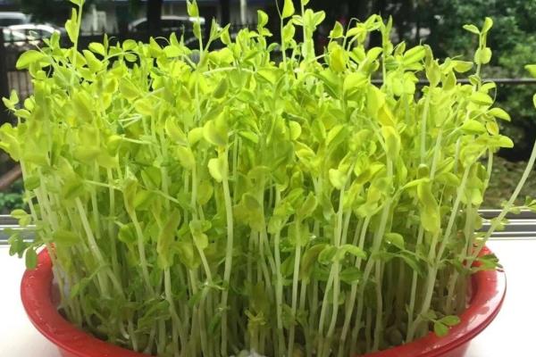 水培豌豆苗能见光吗，水培的豌豆苗可以见光