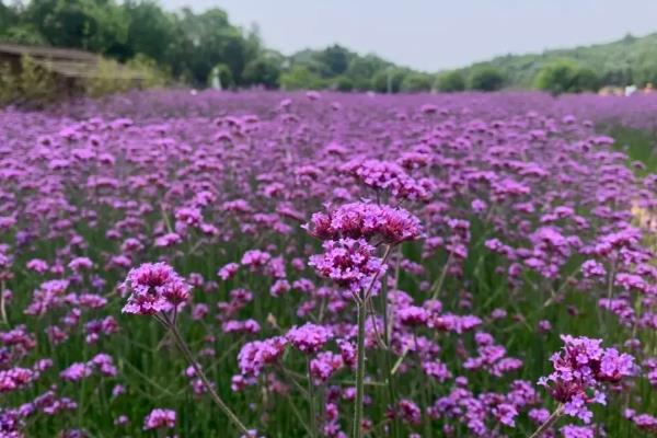 紫色马鞭草的花语,寓意浪漫梦幻、挽回爱情等