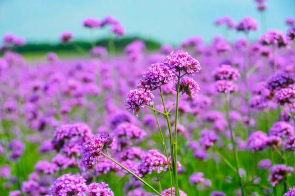 紫色马鞭草的花语,寓意浪漫梦幻、挽回爱情等