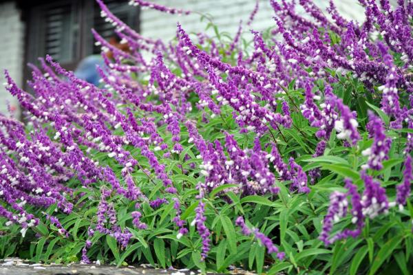 紫色马鞭草的花语,寓意浪漫梦幻、挽回爱情等