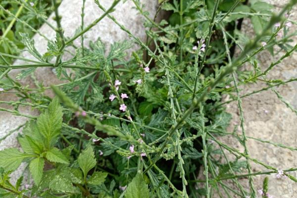 紫色马鞭草的花语,寓意浪漫梦幻、挽回爱情等