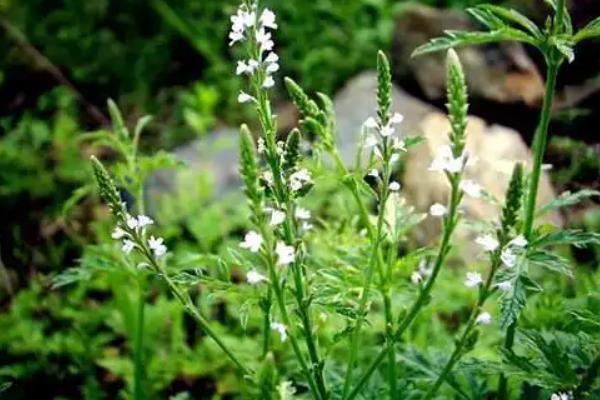 紫色马鞭草的花语,寓意浪漫梦幻、挽回爱情等