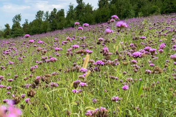 紫色马鞭草的花语,寓意浪漫梦幻、挽回爱情等