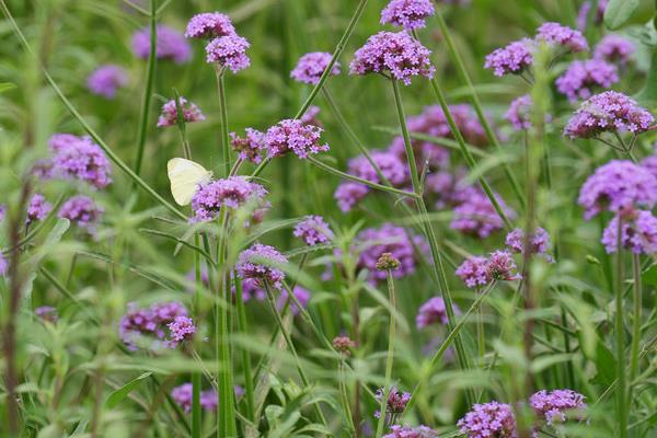 紫色马鞭草的花语,寓意浪漫梦幻、挽回爱情等
