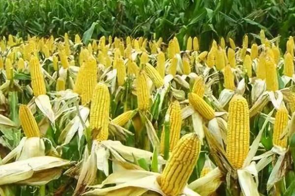登海605玉米种的特征特性，从出苗至成熟需要101天
