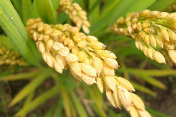 国泰香优2号水稻种子介绍，全生育期147.7天