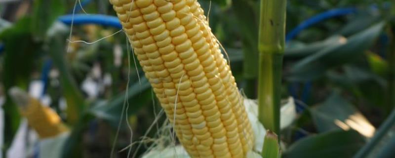 华美16玉米种子介绍，适宜播期为4月25日前播种