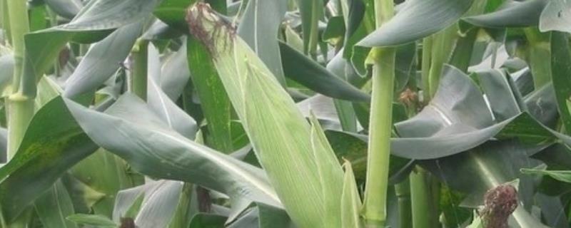 绿丰6772号玉米种简介，茎腐病田间自然发病表现为高抗