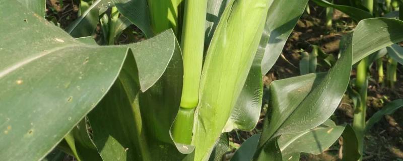 苏科糯12玉米品种简介，春季播种至采收鲜穗约87天