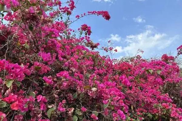 三角梅叶子发黄的原因及解决办法，光照不当或温度不当均会导致