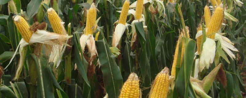糯青2号（区试名称：糯青627）玉米种子特征特性，播种前施足底肥