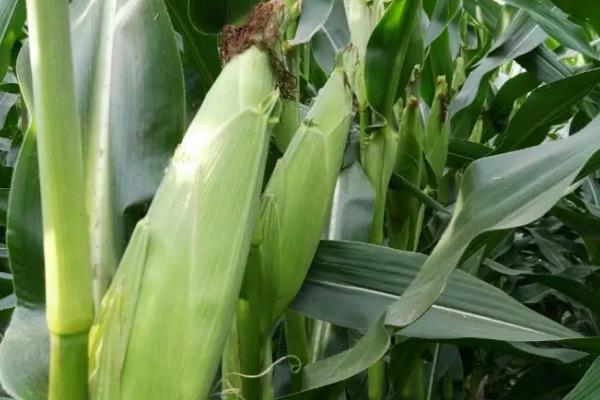 金玉150玉米种子特征特性，结合每亩施尿素15千克