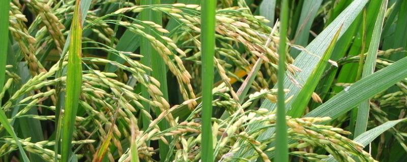 泰优7203水稻品种的特性，综合防治病虫害