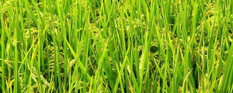 内6优611水稻种子介绍，综合防治病虫害