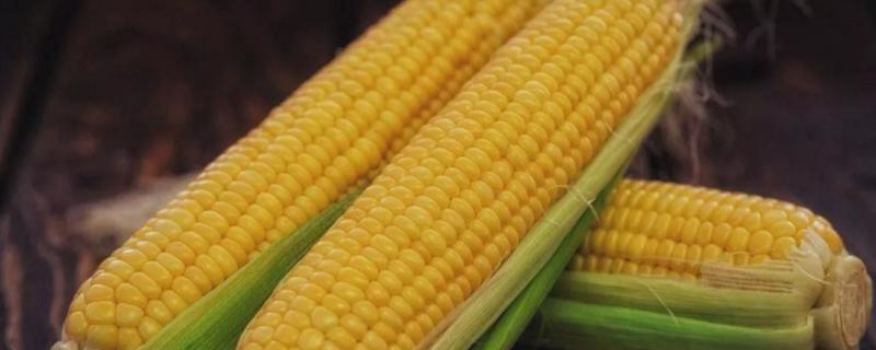 金玉150玉米种子特征特性，结合每亩施尿素15千克
