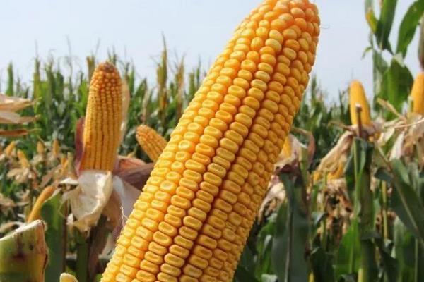 金玉150玉米种子特征特性，结合每亩施尿素15千克