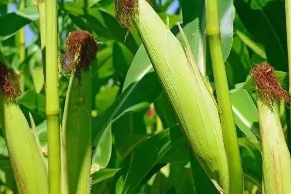 多玉3号玉米品种的特性，结合每亩施苗肥尿素10kg