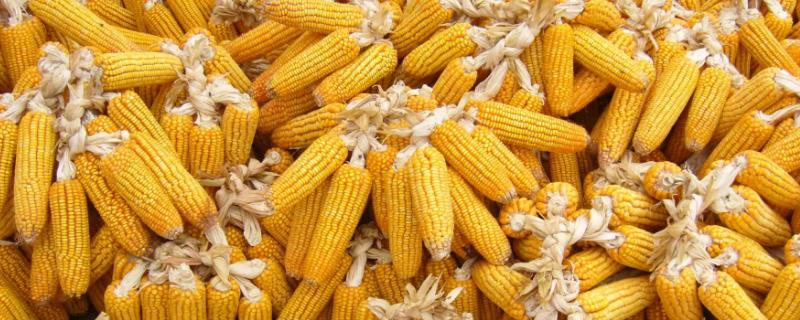裕单889（区试名称：裕丰162）玉米品种简介，大喇叭口期防治玉米螟