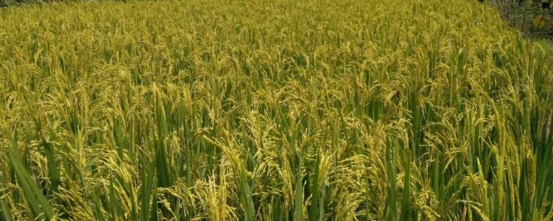 成优33（区试名称：成丰A/R33）水稻种子简介，综合防治的方针