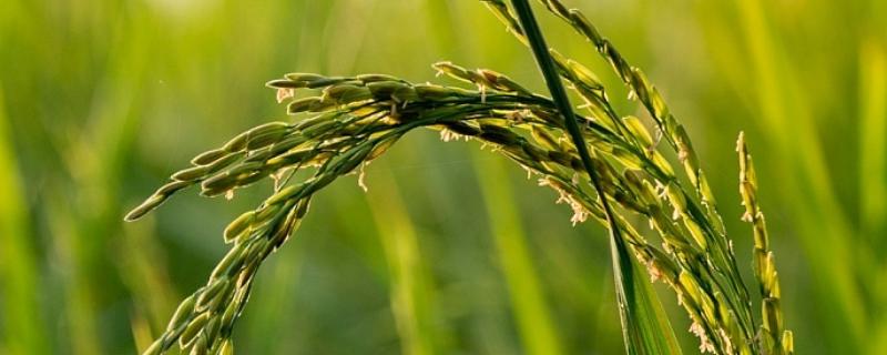 恒丰优387水稻种子介绍，注意稻瘟病和其它病虫害防治