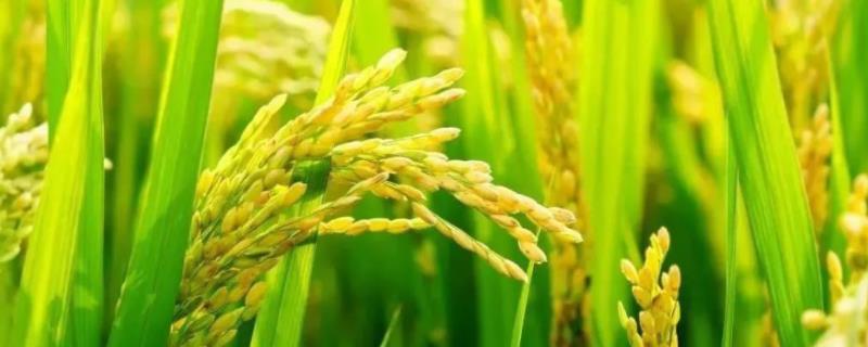 M两优152（区试名称：M优152）水稻种子特征特性，清明节前后播种