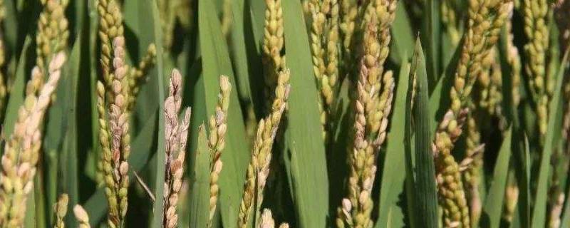 9香优139（区试名称：惠优139）水稻种子简介，每亩1.2～1.5万穴
