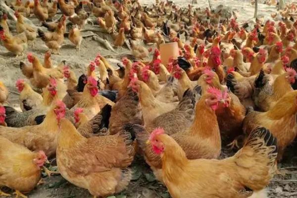 刚孵化的小鸡如何分公母，可通过脚趾、头部和姿态来分辨