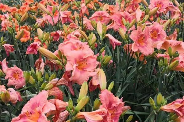 萱草花后如何修剪，需要把残花和枯枝病叶修剪干净