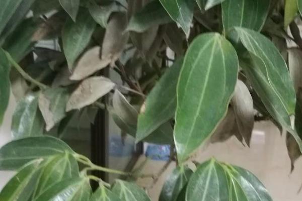 平安树受冻有什么症状，初期植株上的叶片会下垂并泛黄枯萎