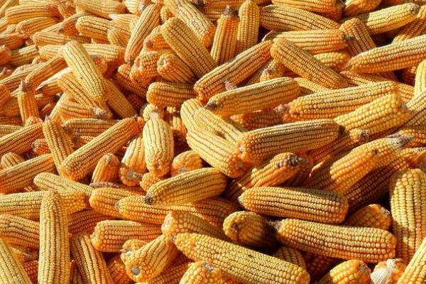 葫玉9988玉米种子介绍，品种株型半紧凑