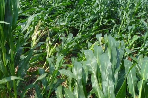 华美1号玉米品种的特性，4月下旬至5月上旬播种