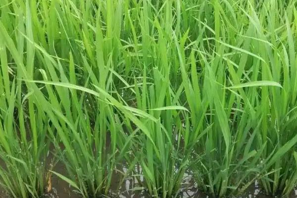 湘早143水稻品种简介，注意及时防治病虫害