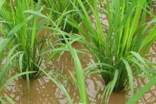 赣香优9141水稻品种的特性，该品种株高适中