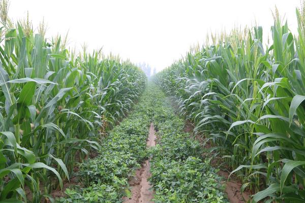金诚12玉米种子简介，亩种植密度4500株/亩左右